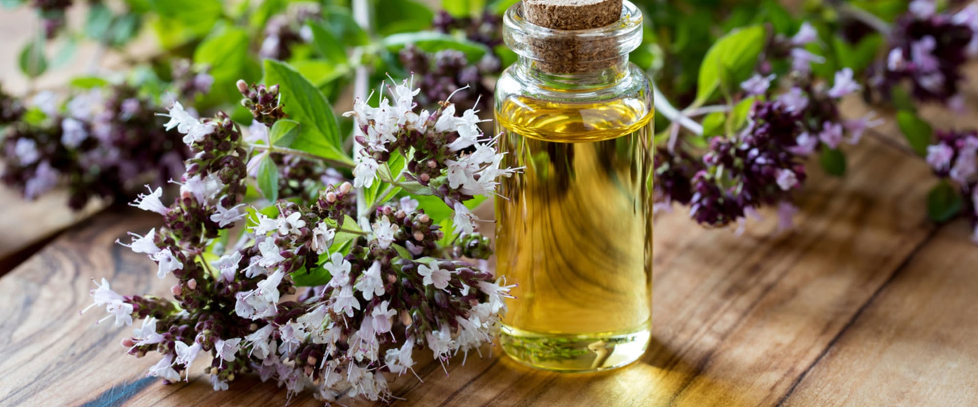 The Power of Oregano Oil for Gut Health