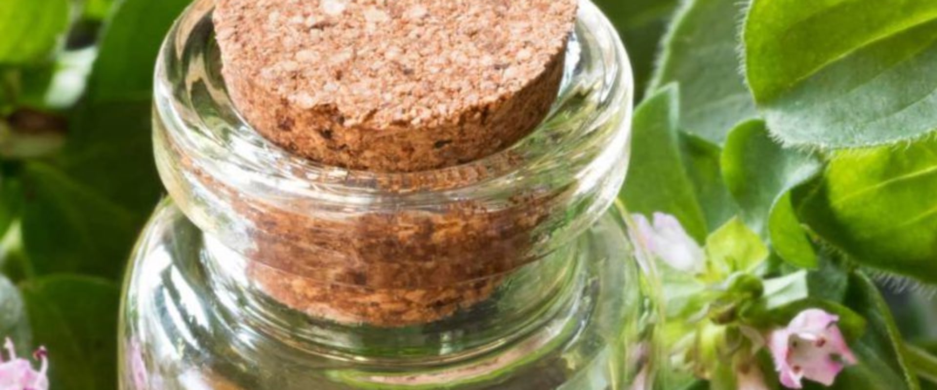 The Truth About Taking Oregano Oil Long Term