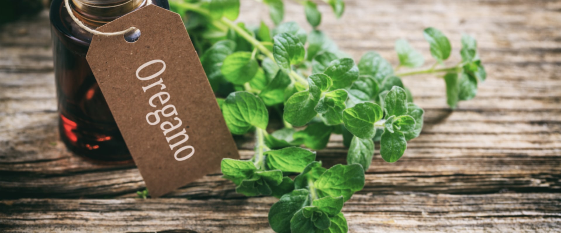 The Power of Oregano Oil for Gut Health