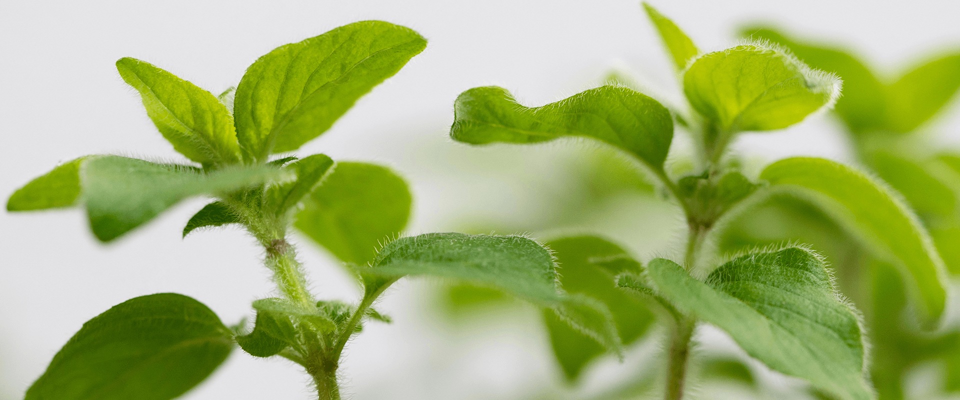 The Power of Oregano Oil: A Natural Alternative to Antibiotics