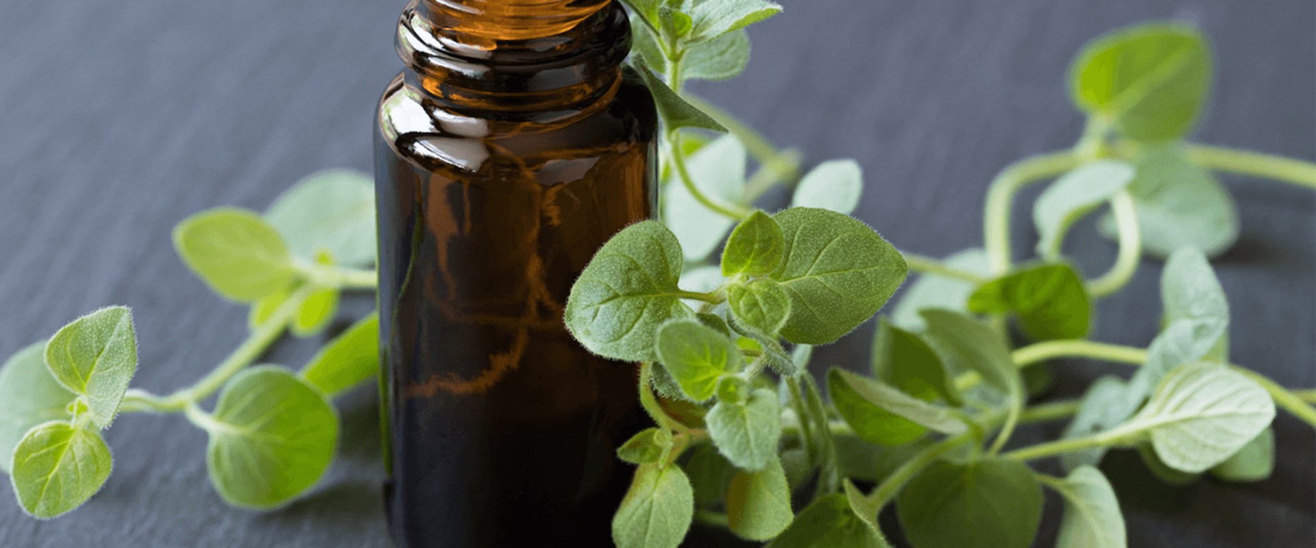 The Truth About Oregano Oil and Antibiotic Resistance