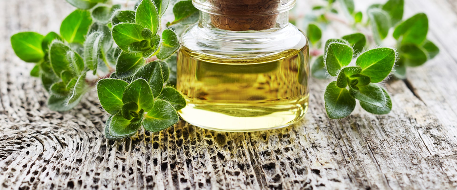 The Healing Power of Oregano Oil for Gut Health